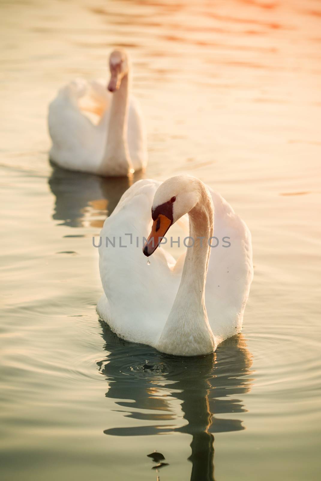 Two swans on a river