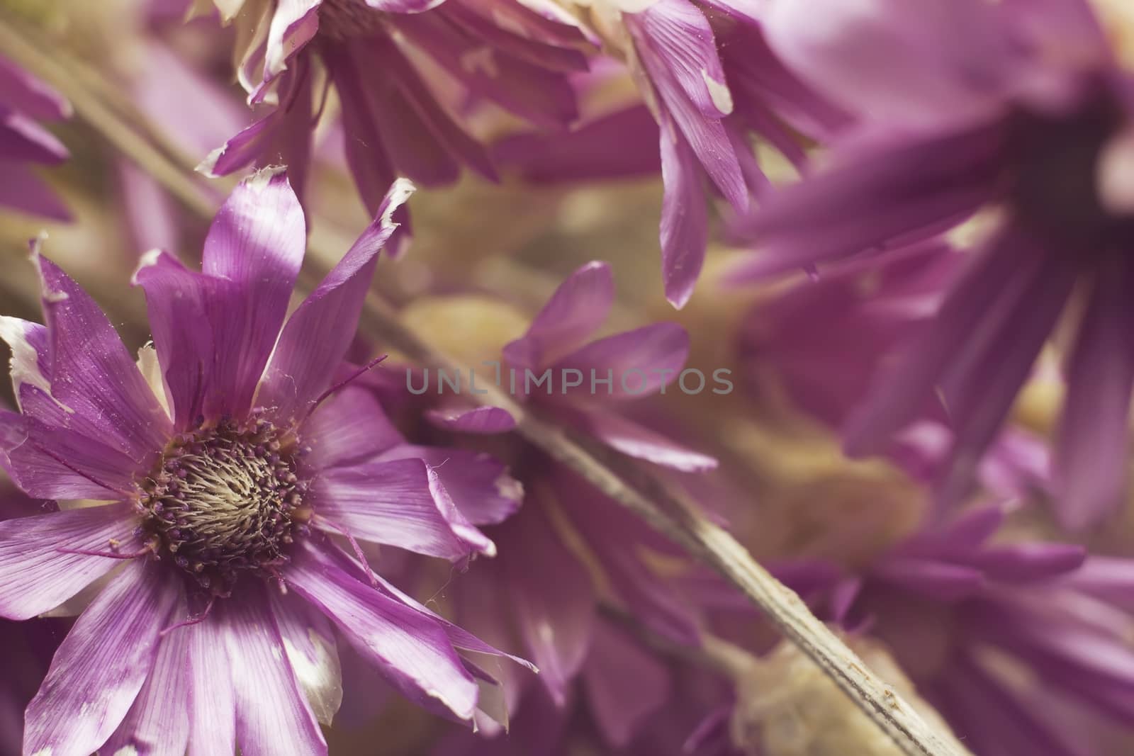 herb dried flowers Annuals (Kserantemum) purple flowers botanical soft focus blurred