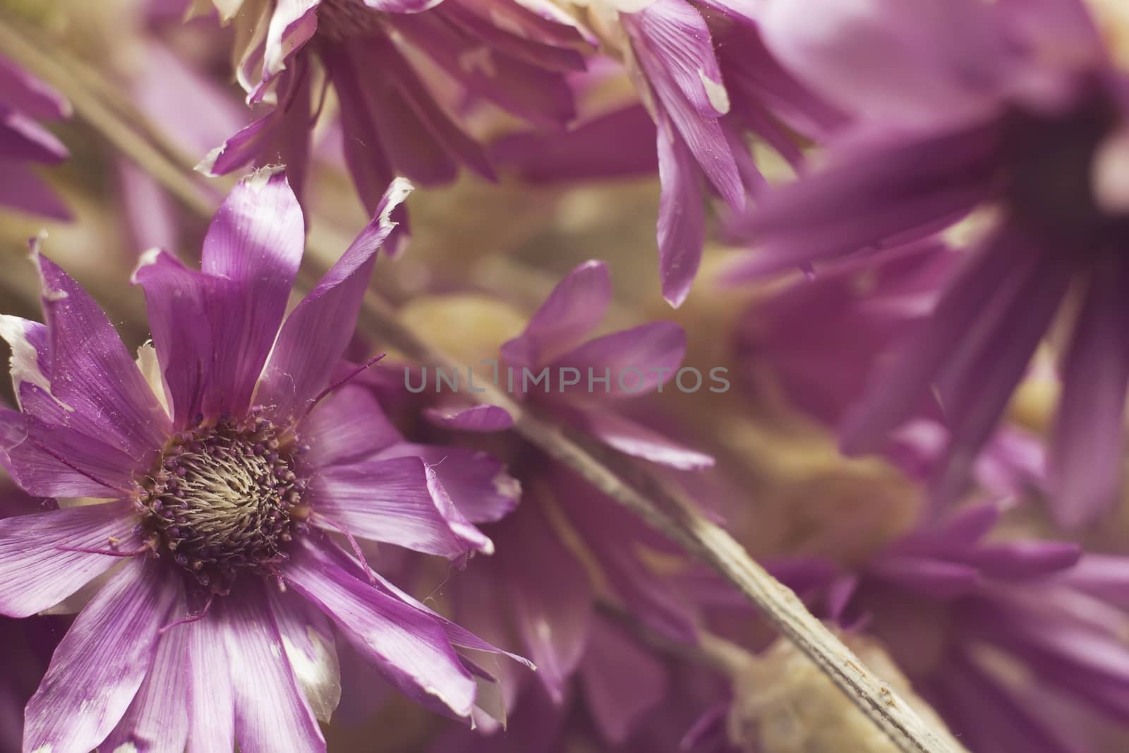 herb dried flowers Annuals (Kserantemum) purple flowers botanica by KoliadzynskaIryna