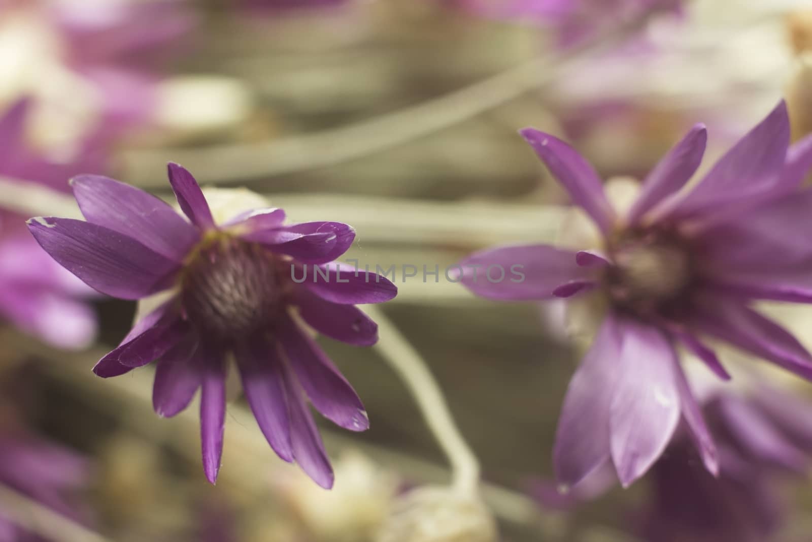 herb dried flowers Annuals (Kserantemum) purple flowers botanica by KoliadzynskaIryna