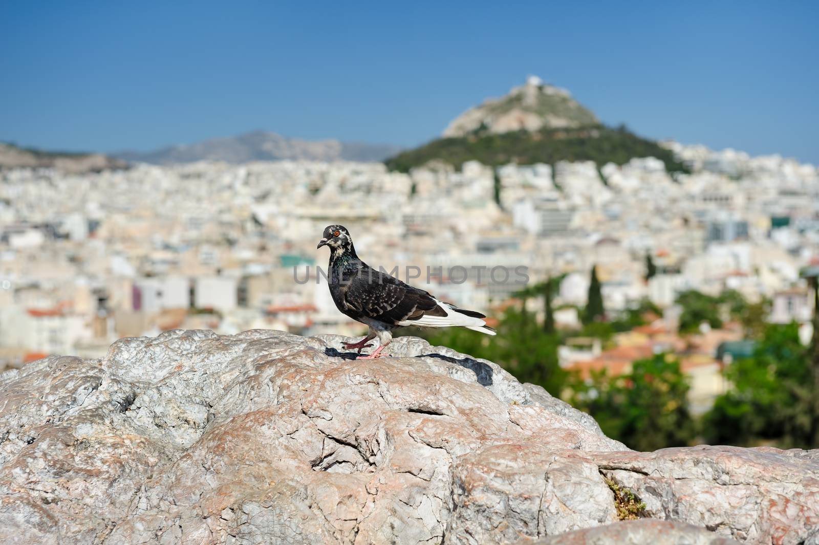 Pigeon at background of Athens with Lycabettus sitting at Areopagus hill.