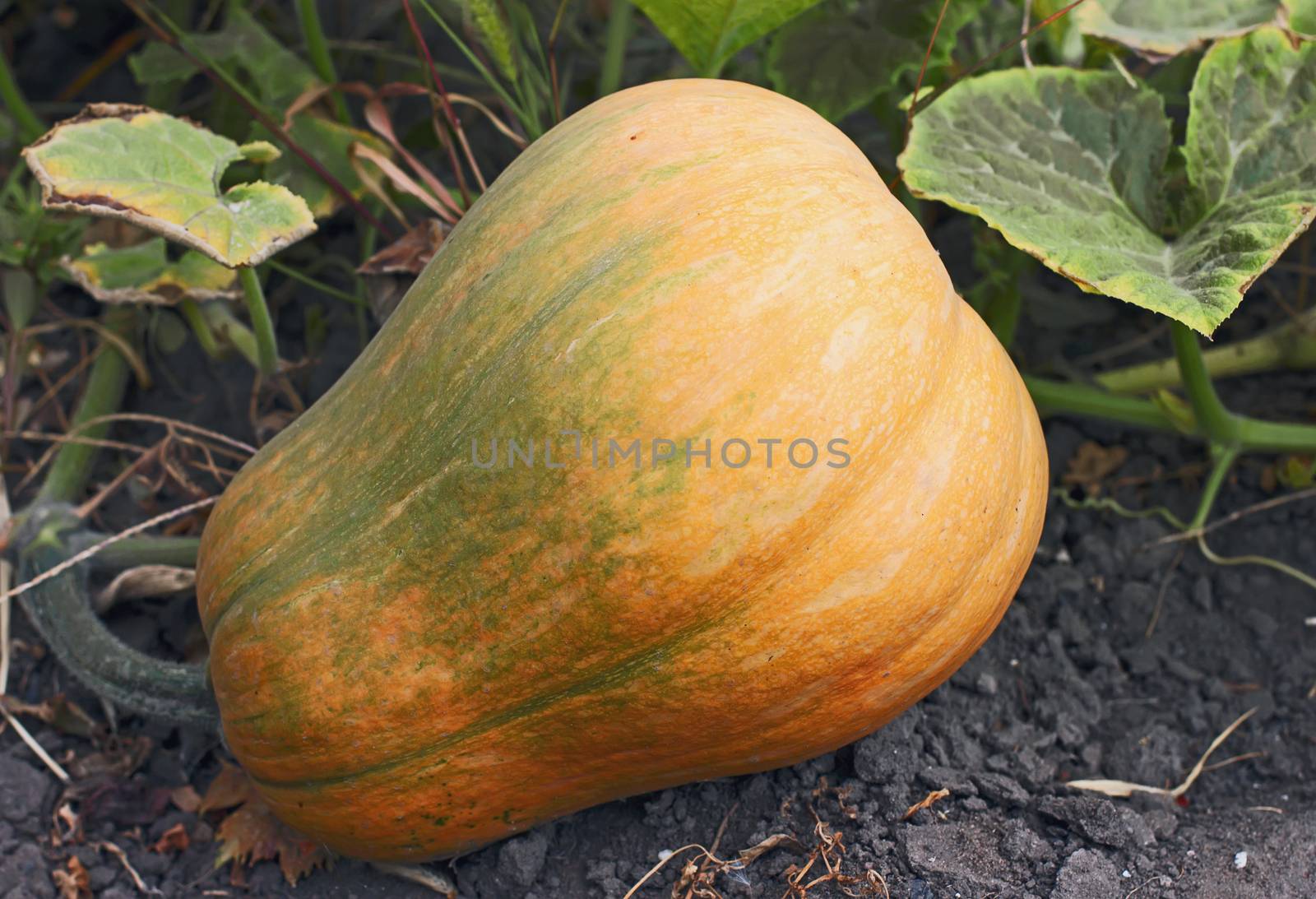 Yellow pumpkin grows on the ground in the garden, green leaves close-up outdoors