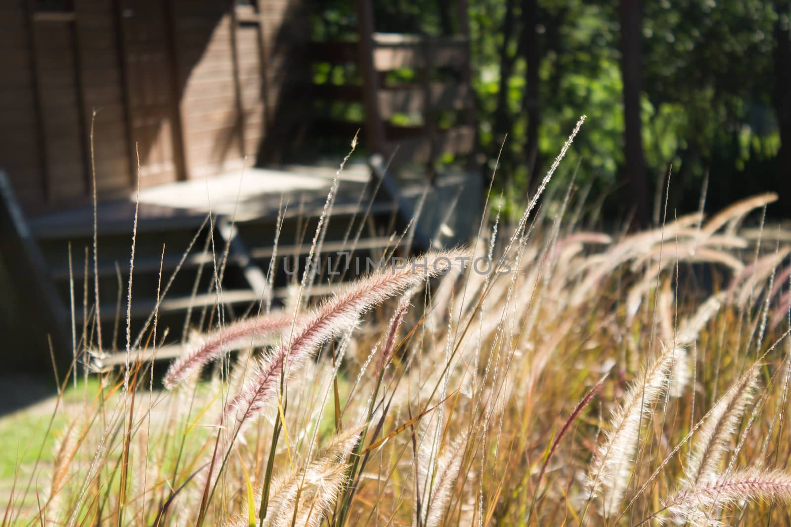 Sunlit golden vegetation in a field