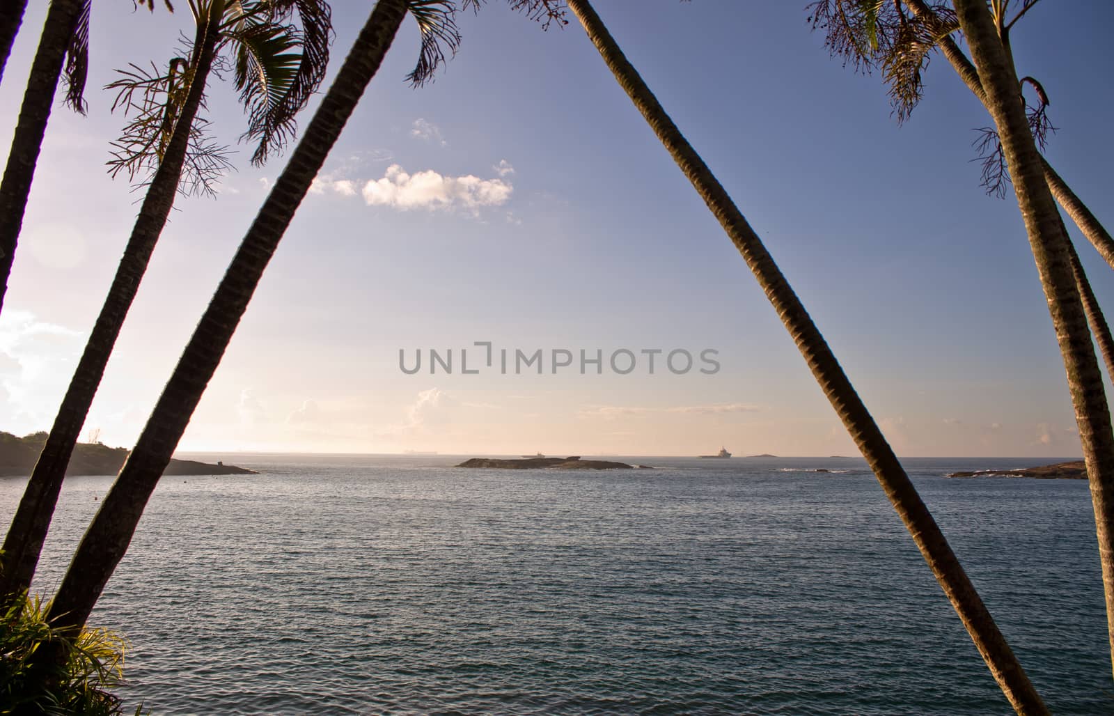 landscape framed by palm trees
