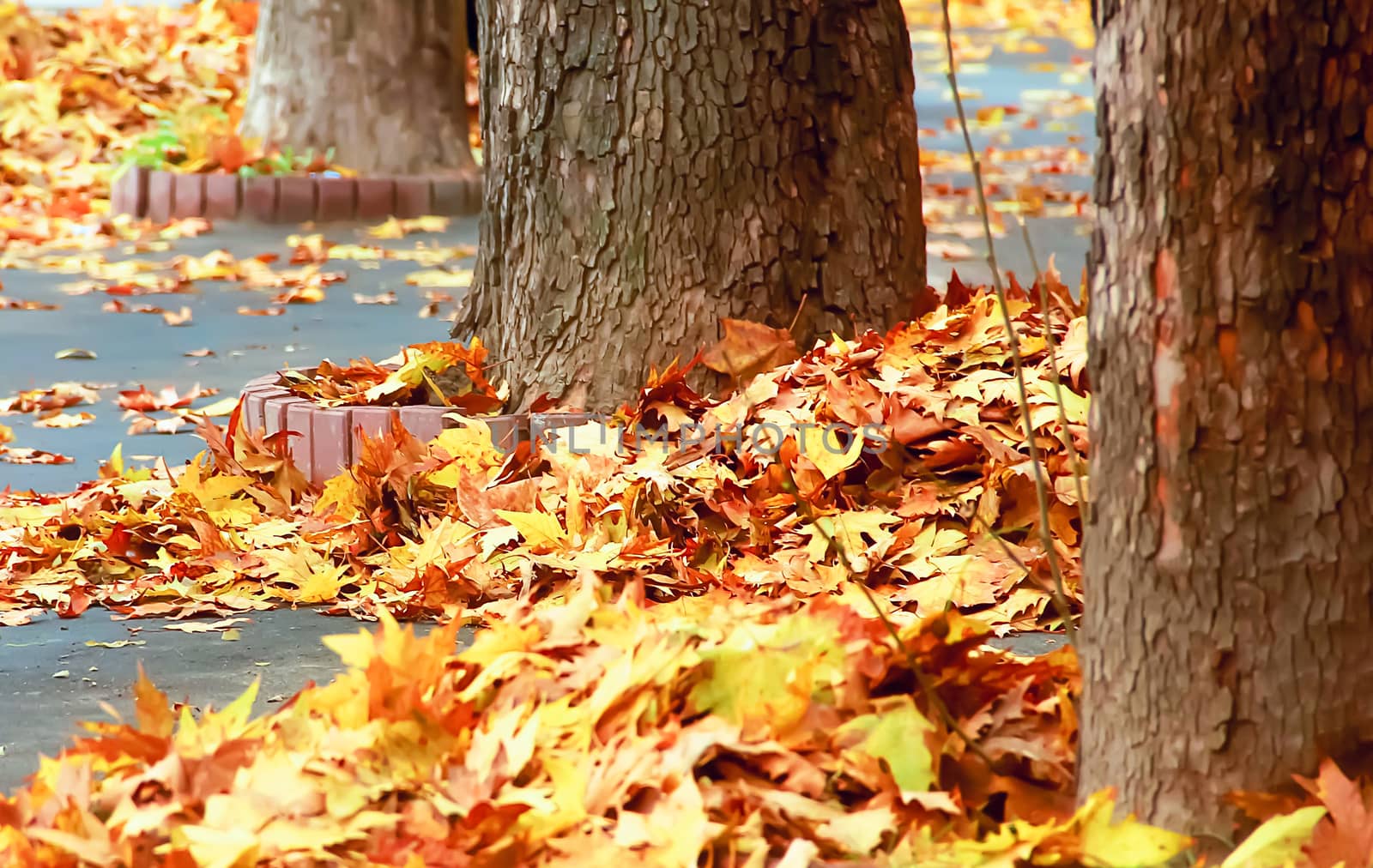 autumn leaves on the street, yellow, autumn, harvesting, trees by KoliadzynskaIryna