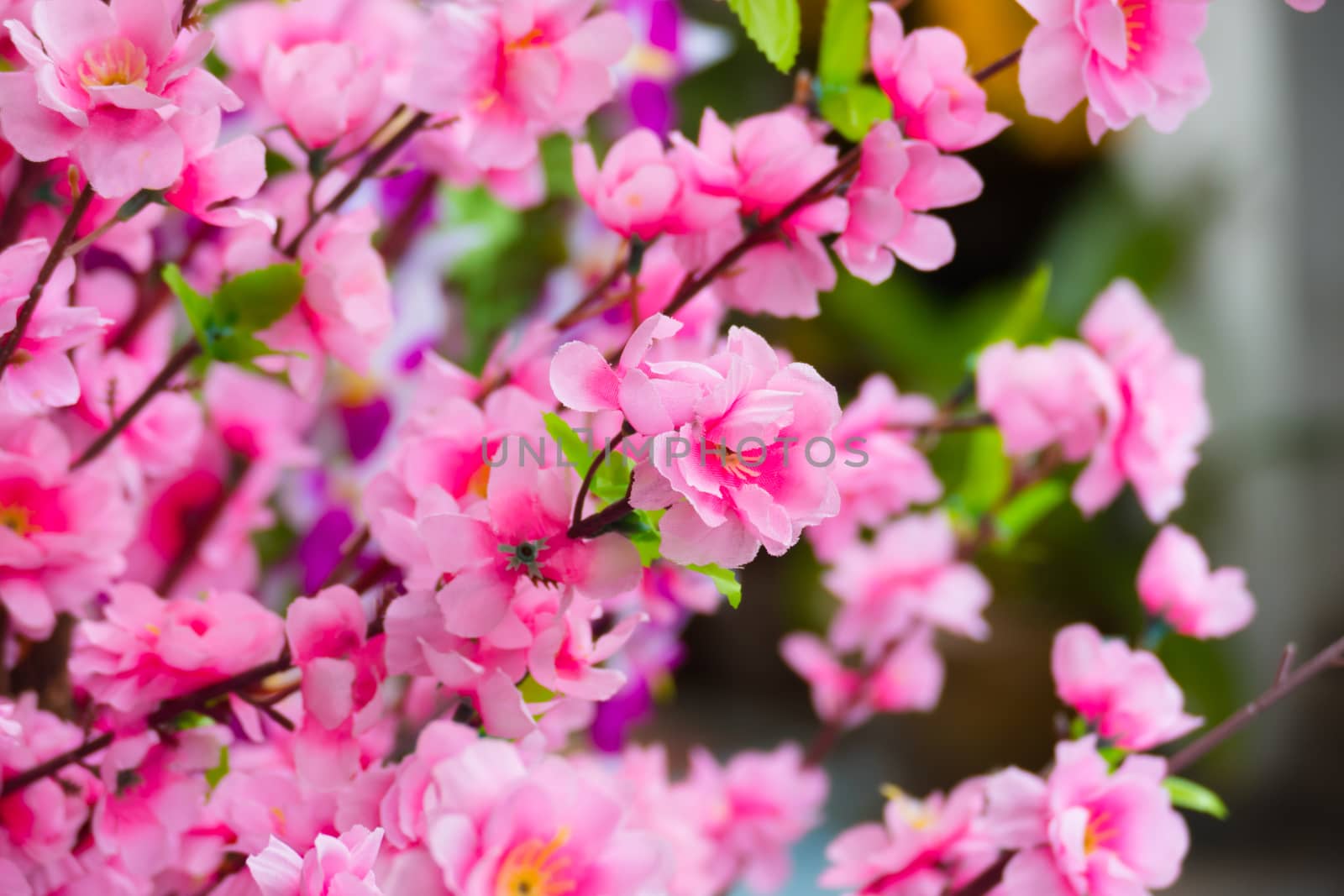 Sakura flowers blooming blossom in Chiang Mai, Thailand by teerawit