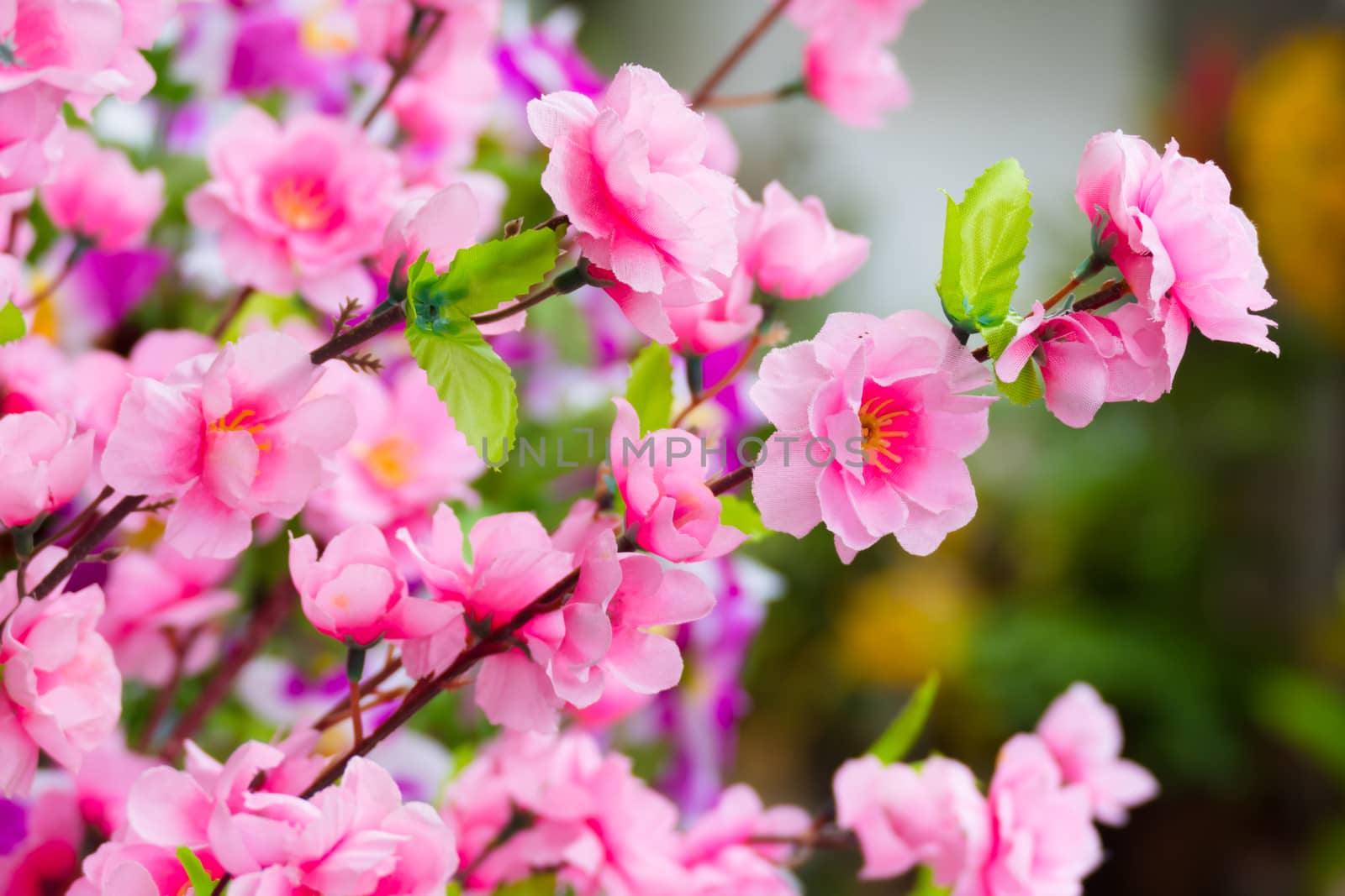 Sakura flowers blooming blossom in Chiang Mai, Thailand by teerawit