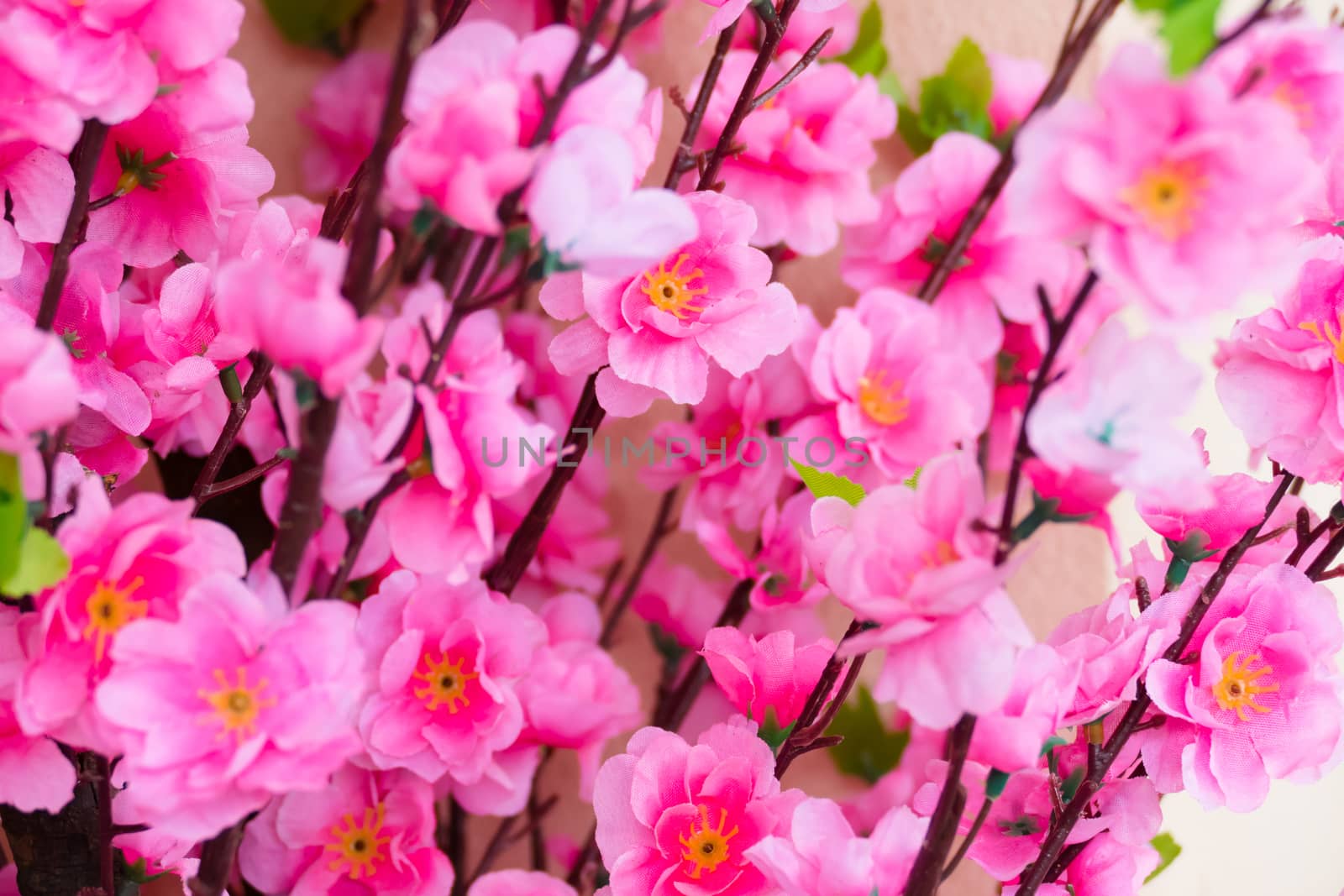 Sakura flowers blooming blossom in Chiang Mai, Thailand, nature background