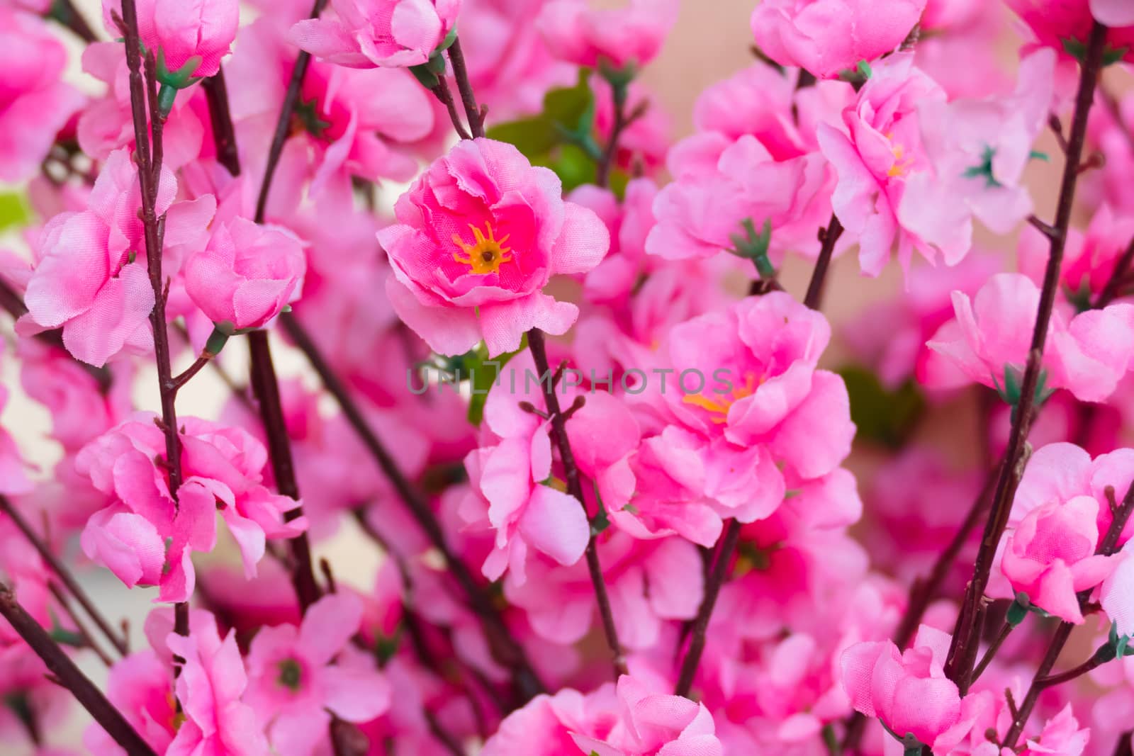 Sakura flowers blooming blossom in Chiang Mai, Thailand by teerawit