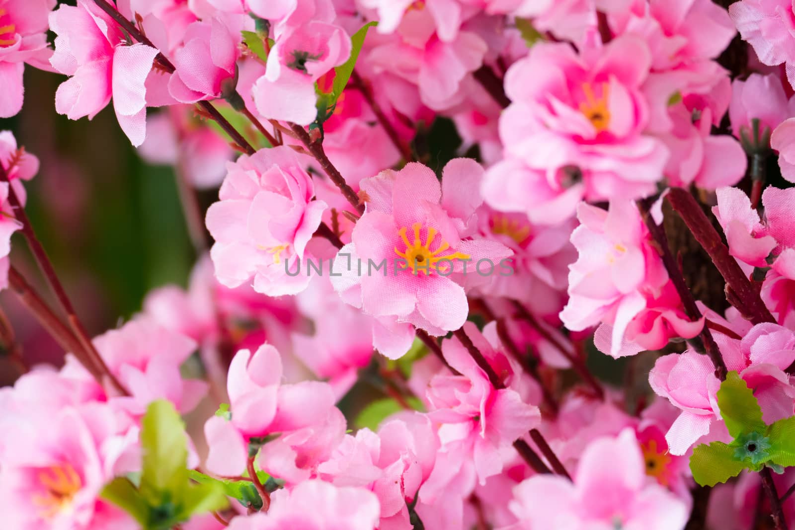 Sakura flowers blooming blossom in Chiang Mai, Thailand, nature background