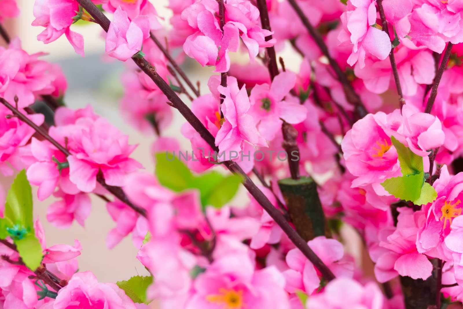 Sakura flowers blooming blossom in Chiang Mai, Thailand by teerawit