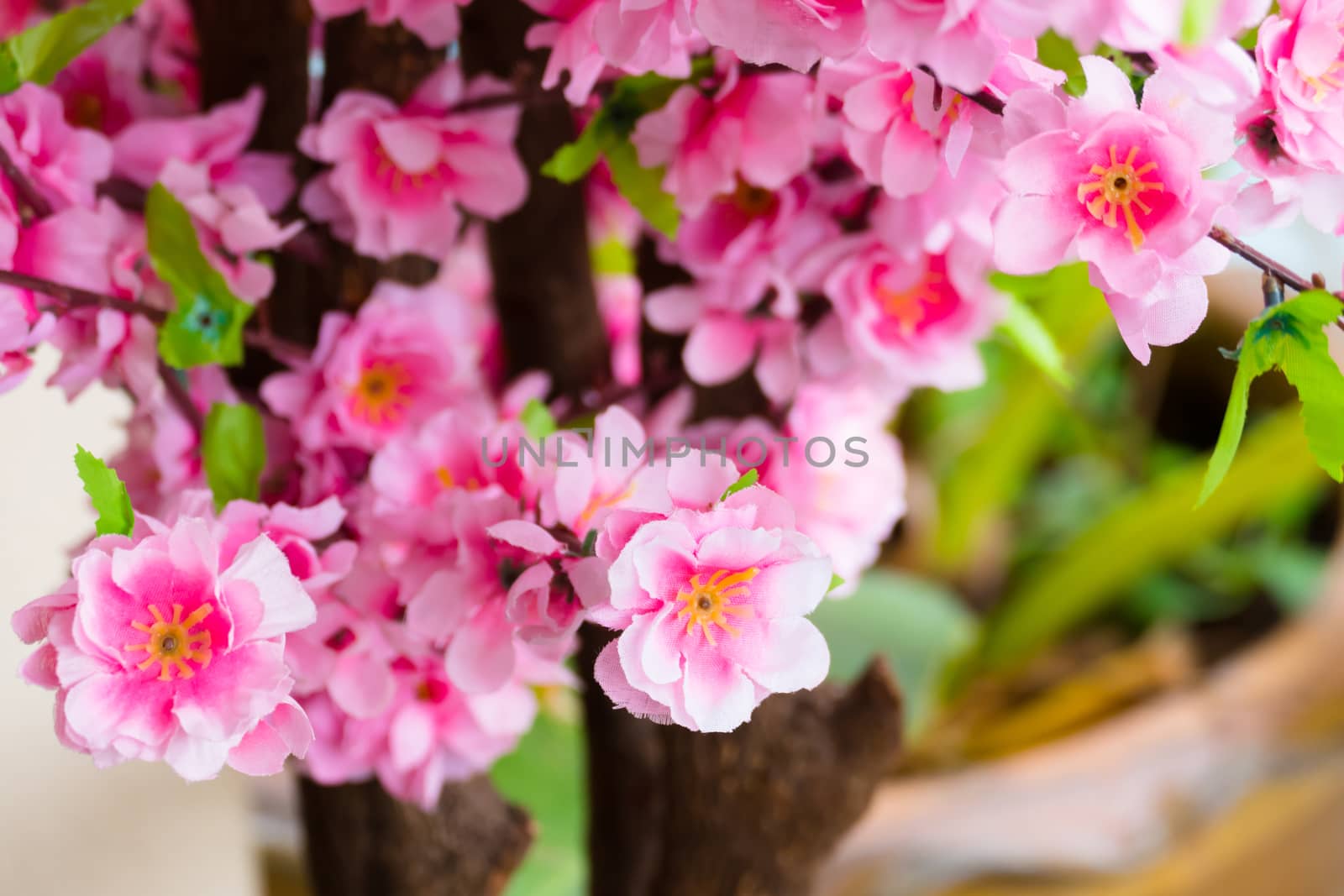 Sakura flowers blooming blossom in Chiang Mai, Thailand, nature background