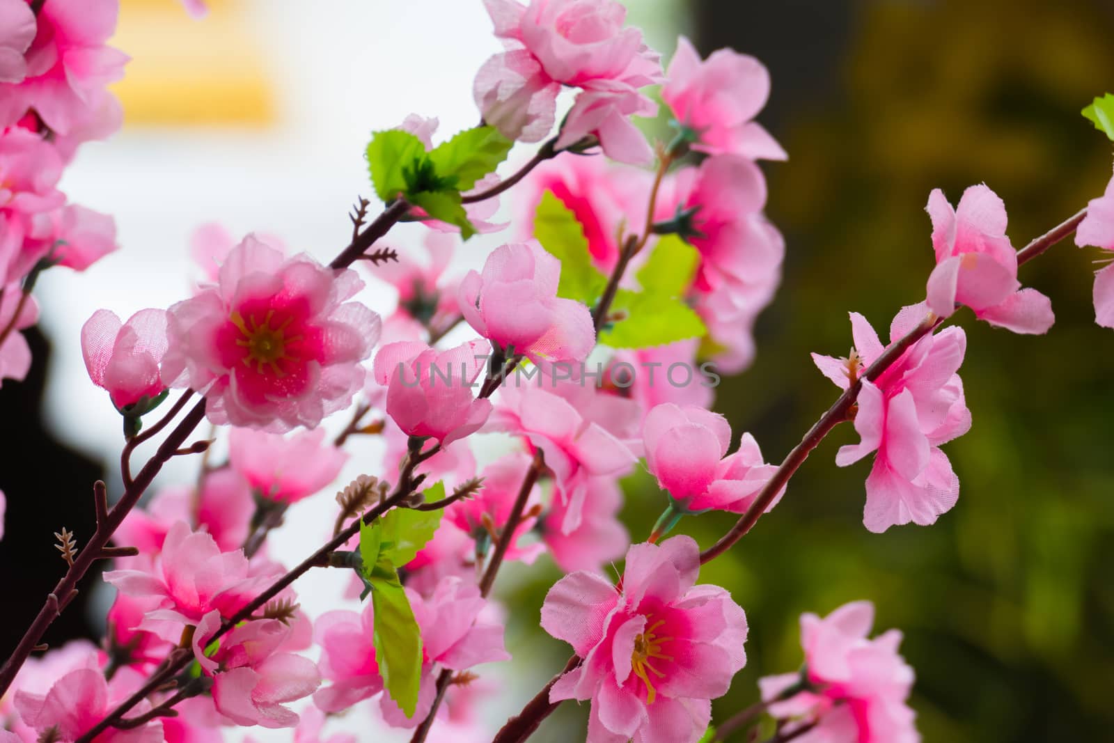 Sakura flowers blooming blossom in Chiang Mai, Thailand by teerawit