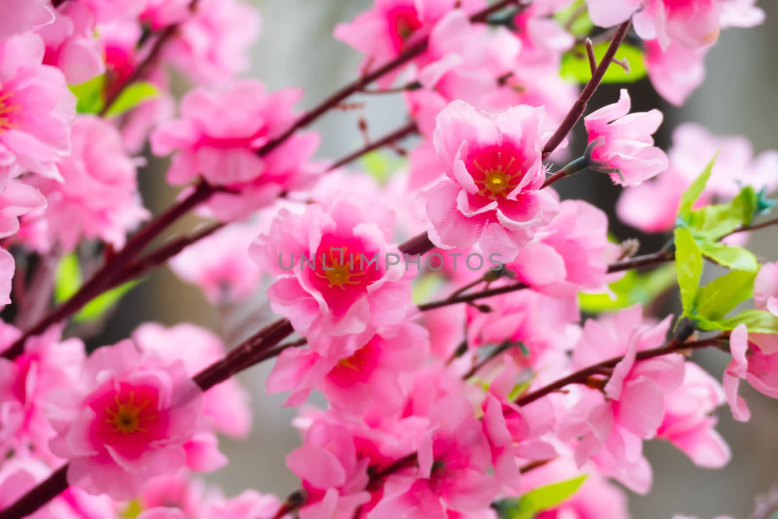 Sakura flowers blooming blossom in Chiang Mai, Thailand, nature background