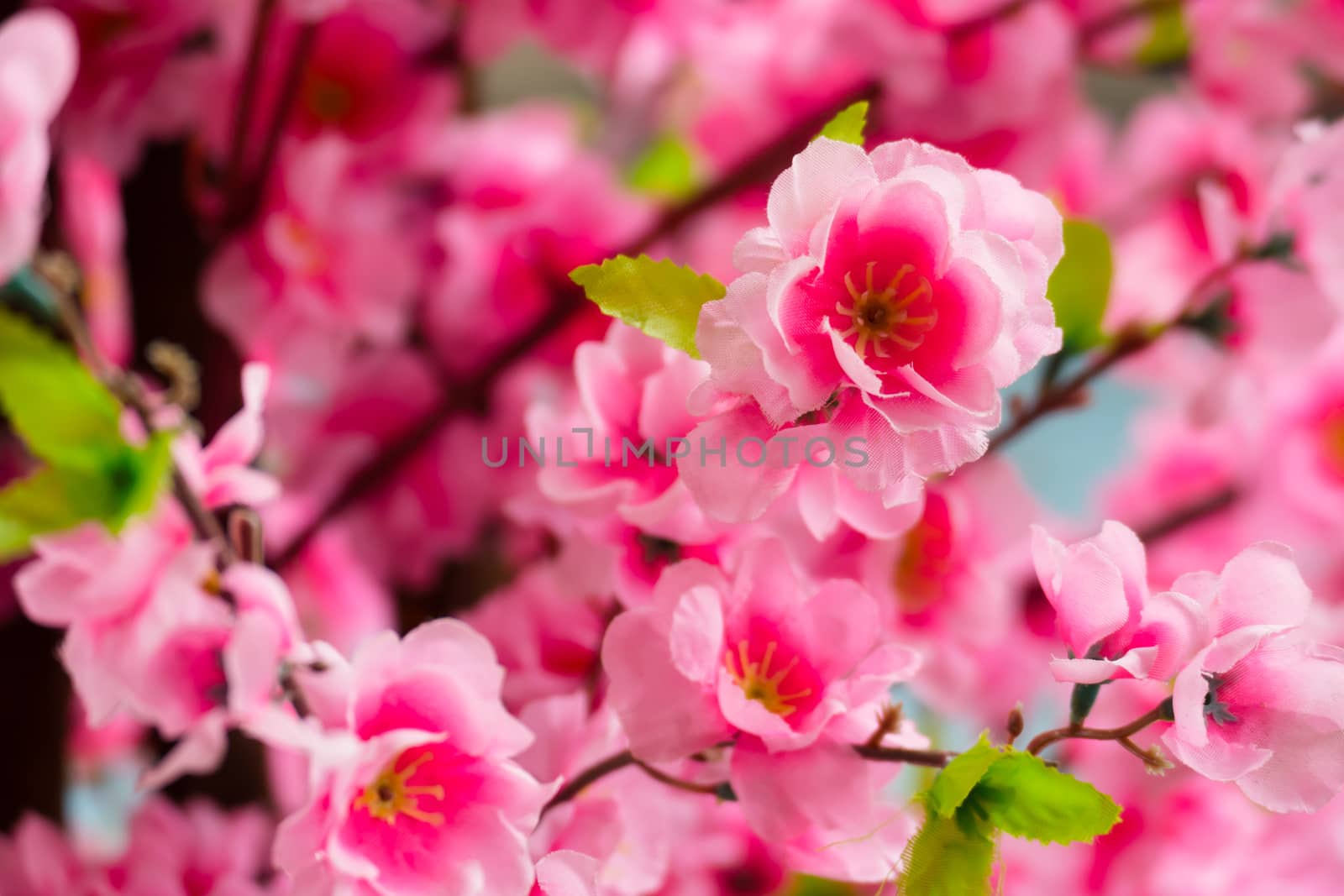 Sakura flowers blooming blossom in Chiang Mai, Thailand by teerawit