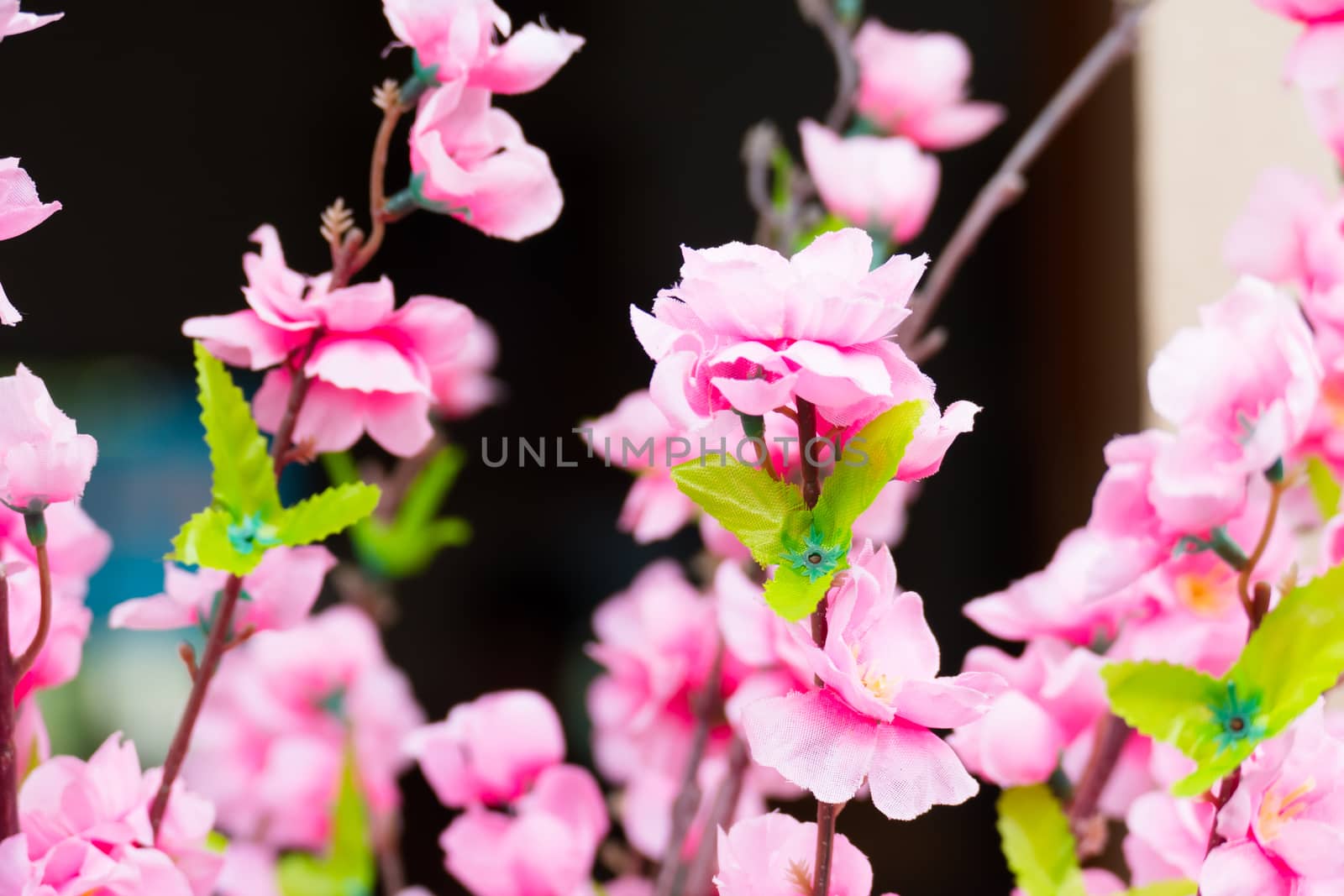 Sakura flowers blooming blossom in Chiang Mai, Thailand, nature background