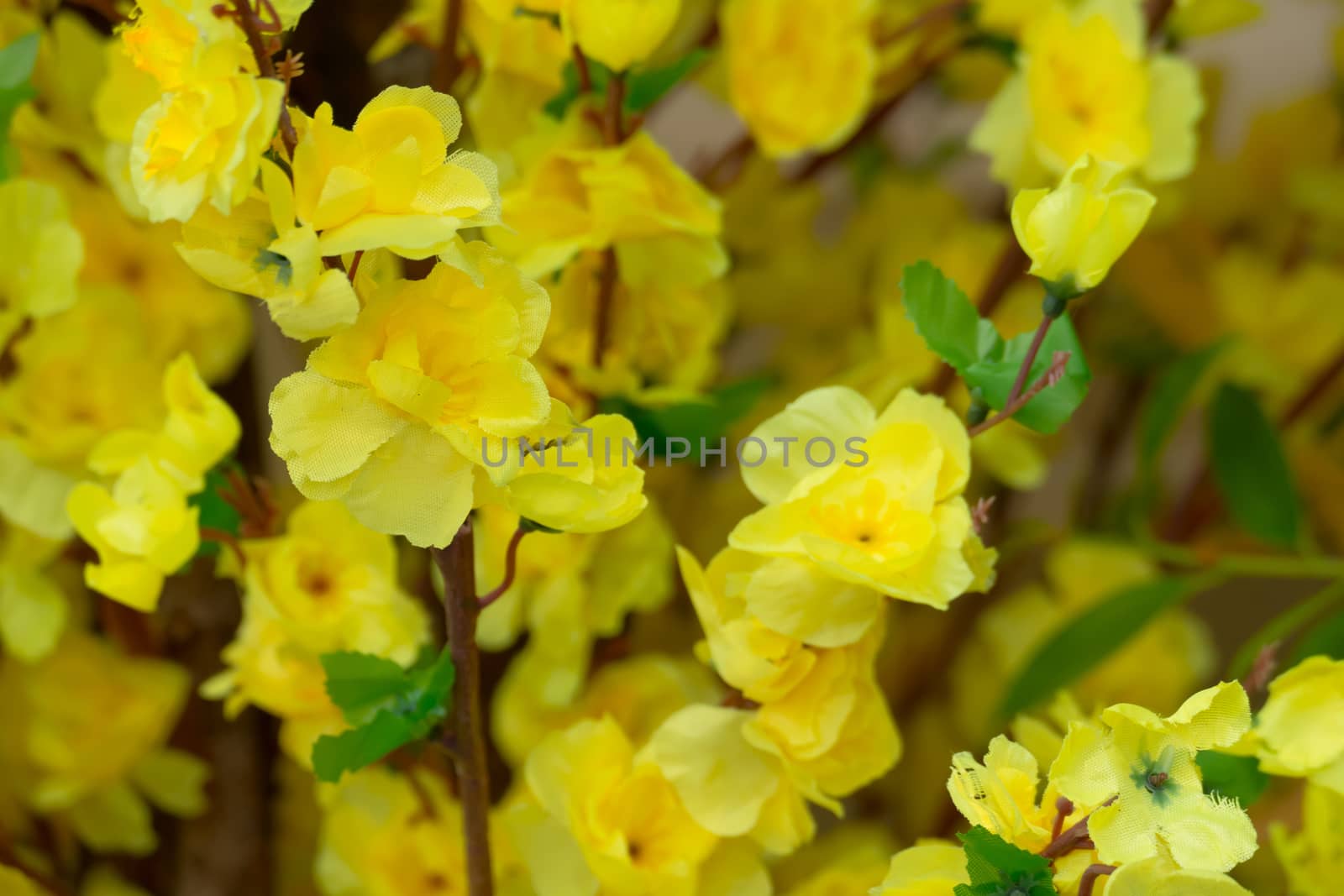 Sakura flowers blooming blossom in Chiang Mai, Thailand, nature background