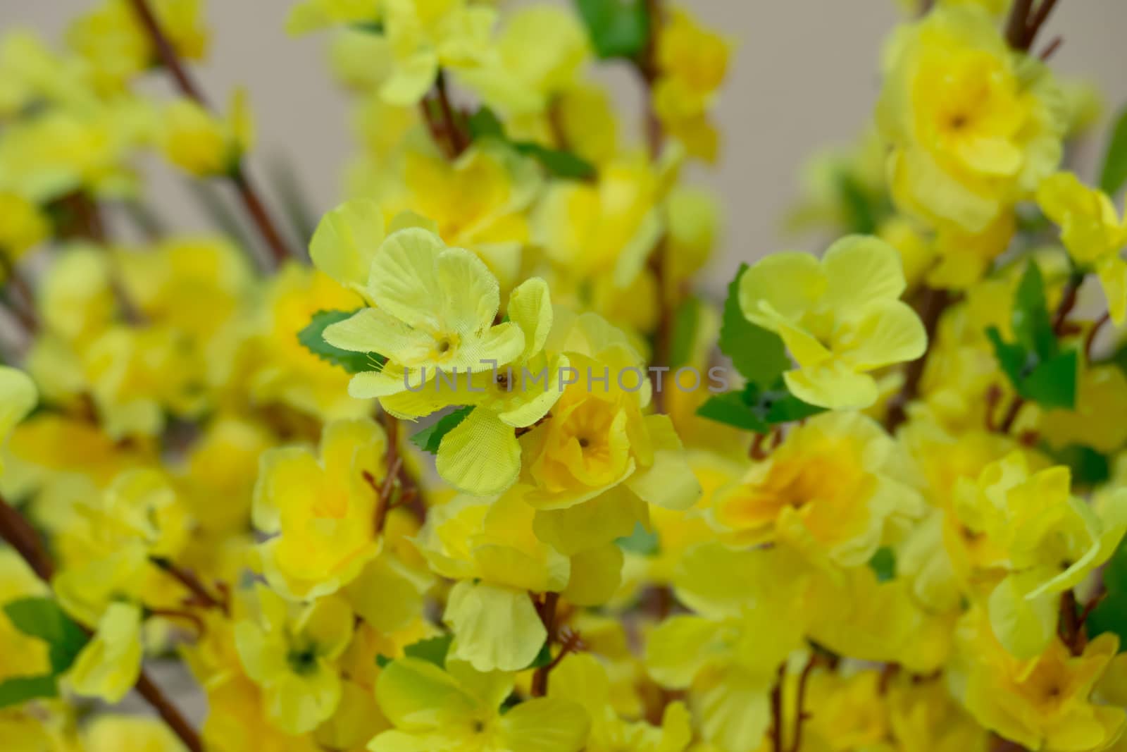 Sakura flowers blooming blossom in Chiang Mai, Thailand, nature background