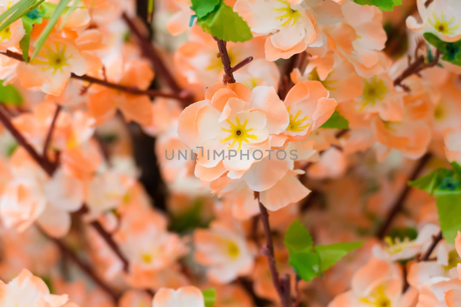 Sakura flowers blooming blossom in Chiang Mai, Thailand, nature background