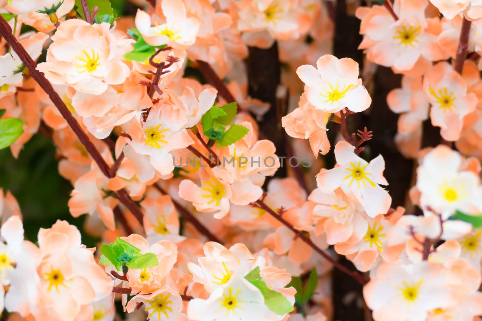 Sakura flowers blooming blossom in Chiang Mai, Thailand, nature background