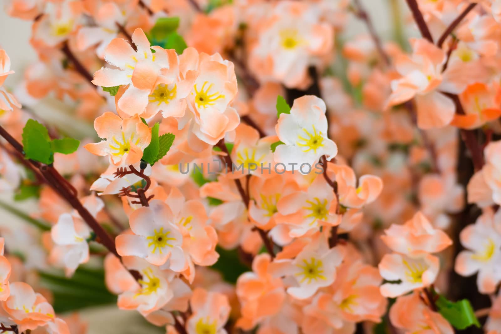 Sakura flowers blooming blossom in Chiang Mai, Thailand by teerawit