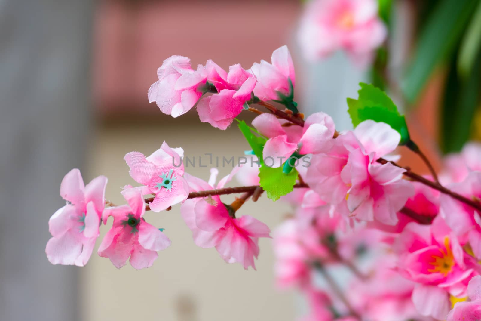 Sakura flowers blooming blossom in Chiang Mai, Thailand by teerawit