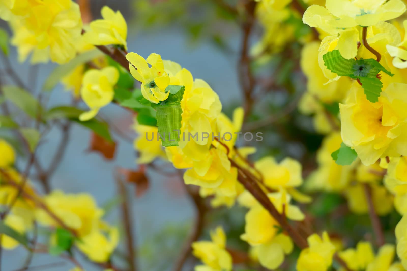 Sakura flowers blooming blossom in Chiang Mai, Thailand, nature background