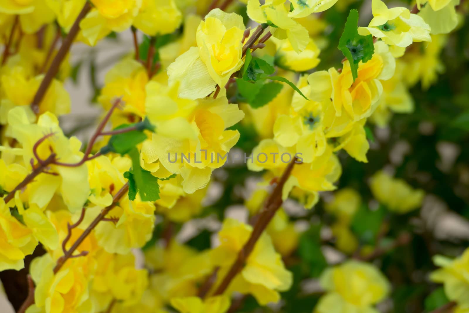 Sakura flowers blooming blossom in Chiang Mai, Thailand by teerawit