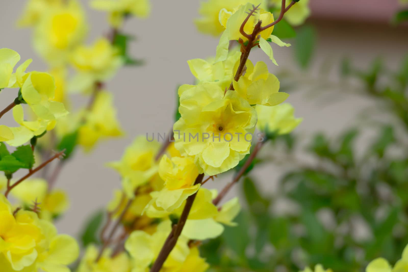 Sakura flowers blooming blossom in Chiang Mai, Thailand by teerawit