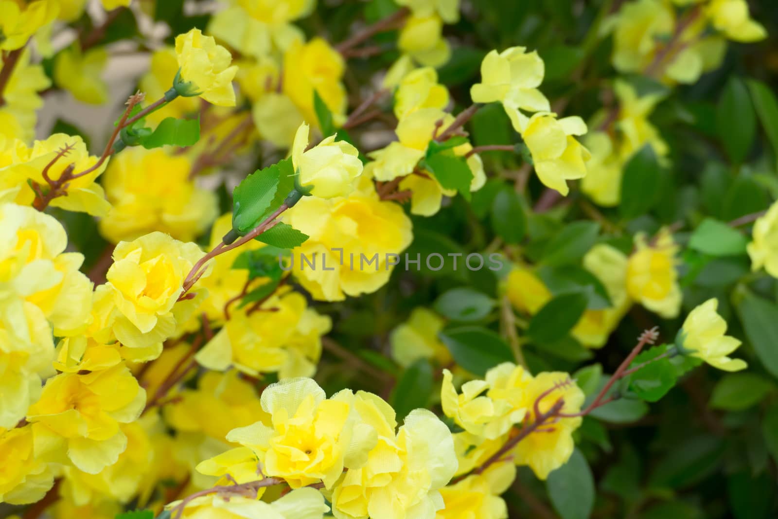 Sakura flowers blooming blossom in Chiang Mai, Thailand, nature background