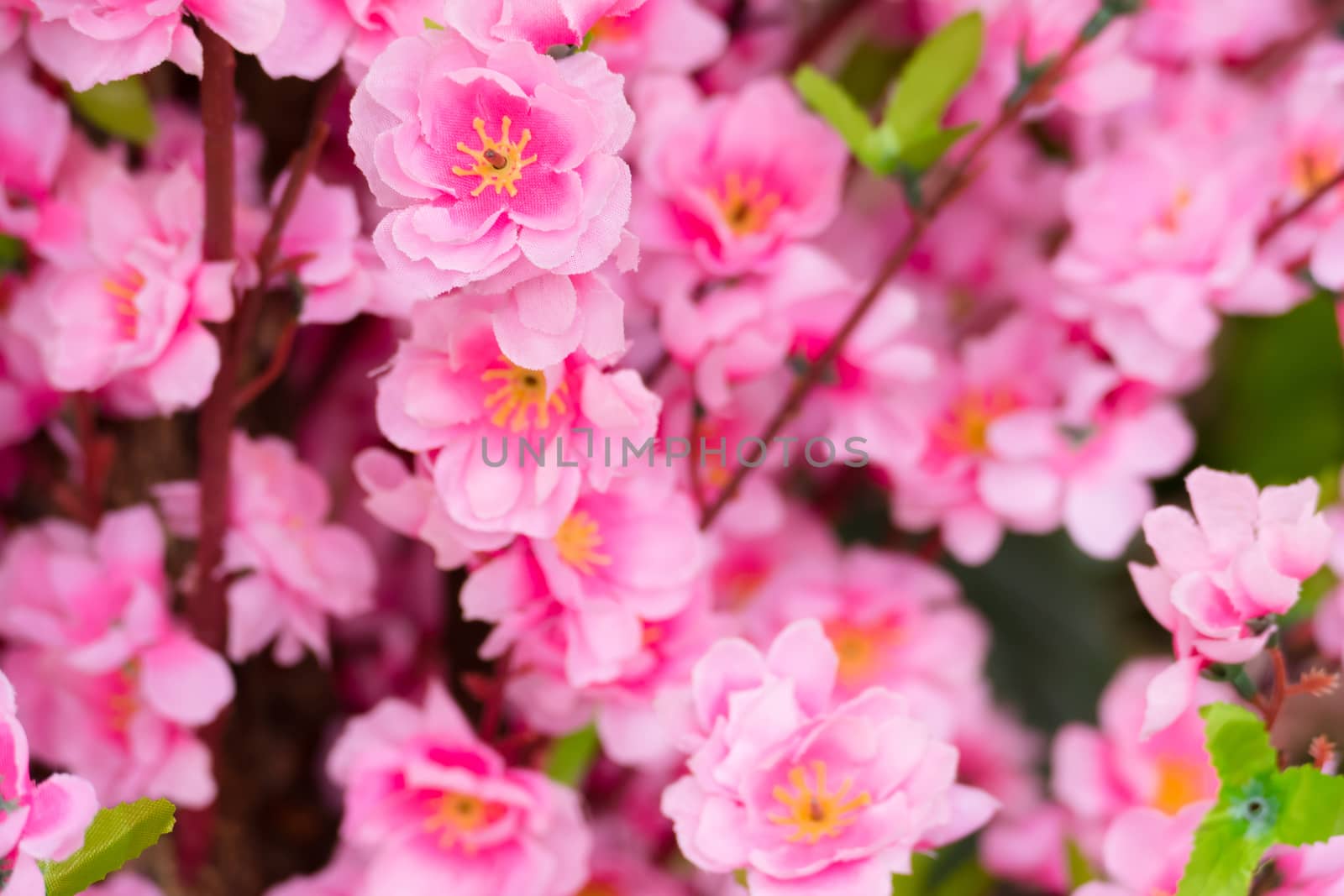 Sakura flowers blooming blossom in Chiang Mai, Thailand by teerawit
