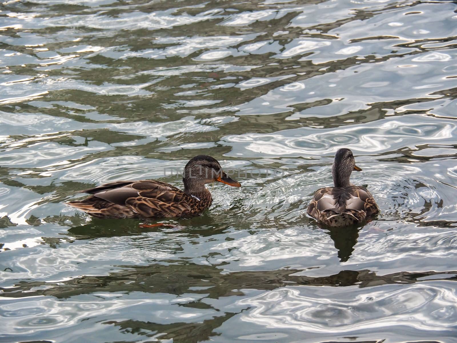 Close Up Of Two Mallard Ducks In The Lake