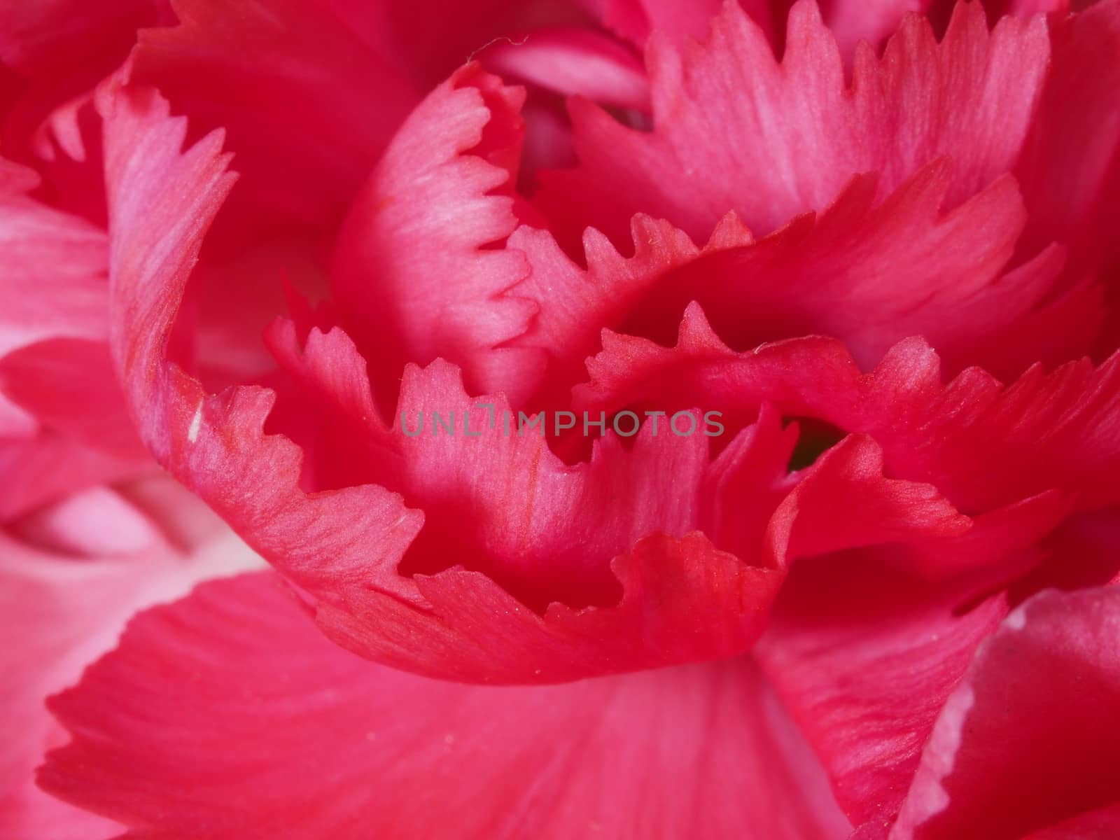 Macro Of Pink Carnation Flower Blossom