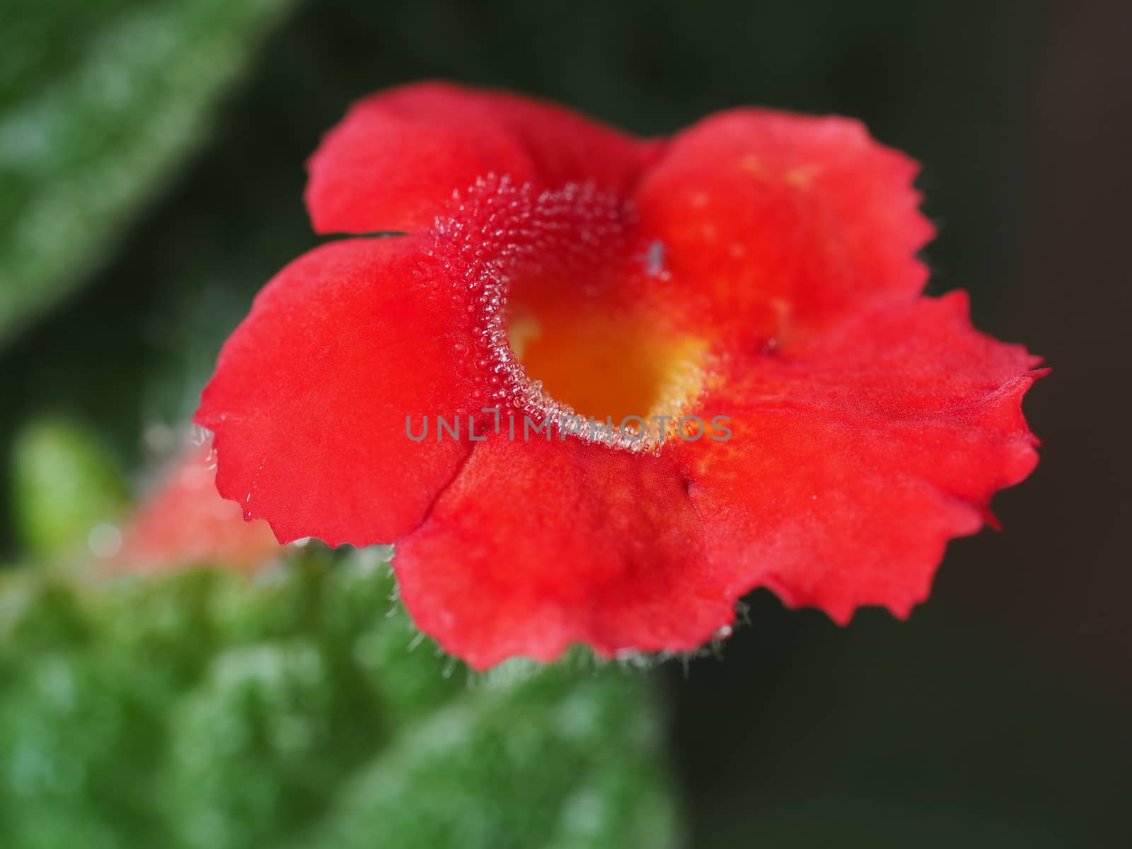 Close Up Of Beautiful Red Flower Blossom In The Garden