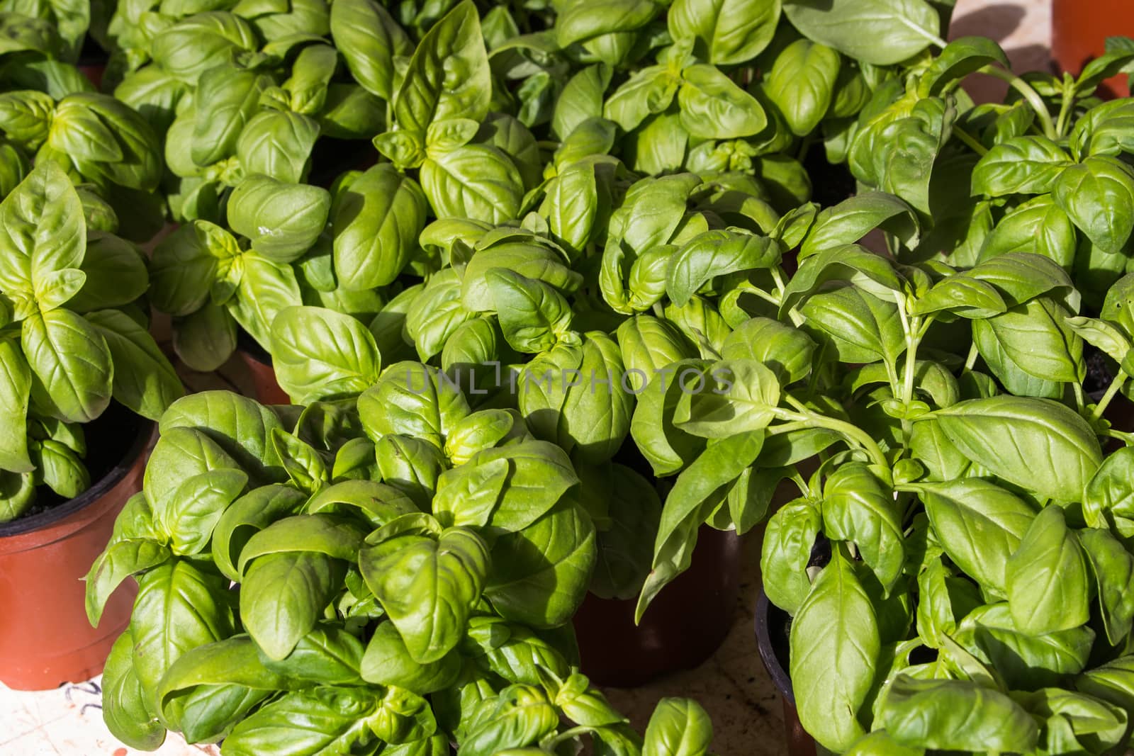 Leaves of many basil plans, still in the pots to plant them at home. Touch of the sunlight on the leaves.