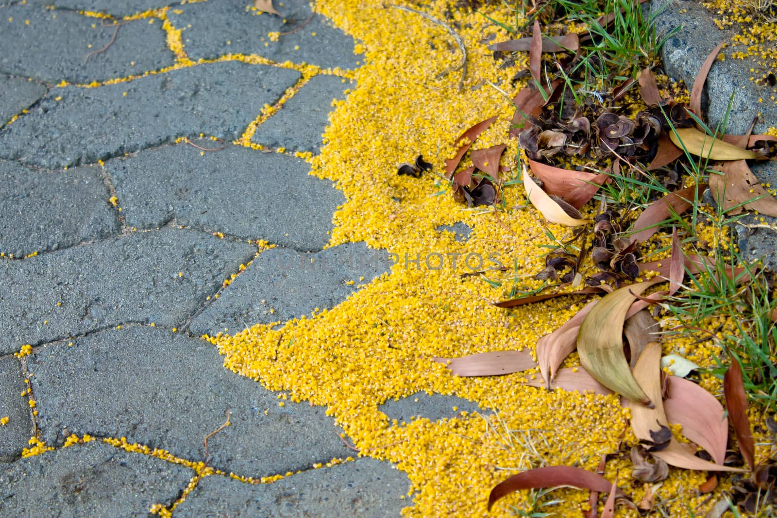 Details on the ground composed by little flowers and leaves