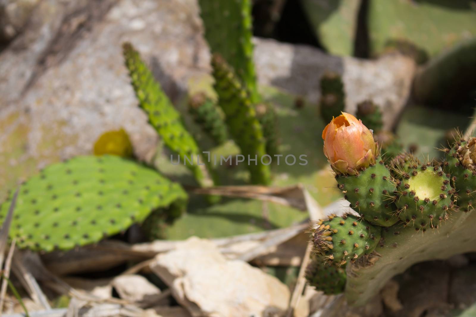 Flower of the cactus prickly pear by YassminPhoto