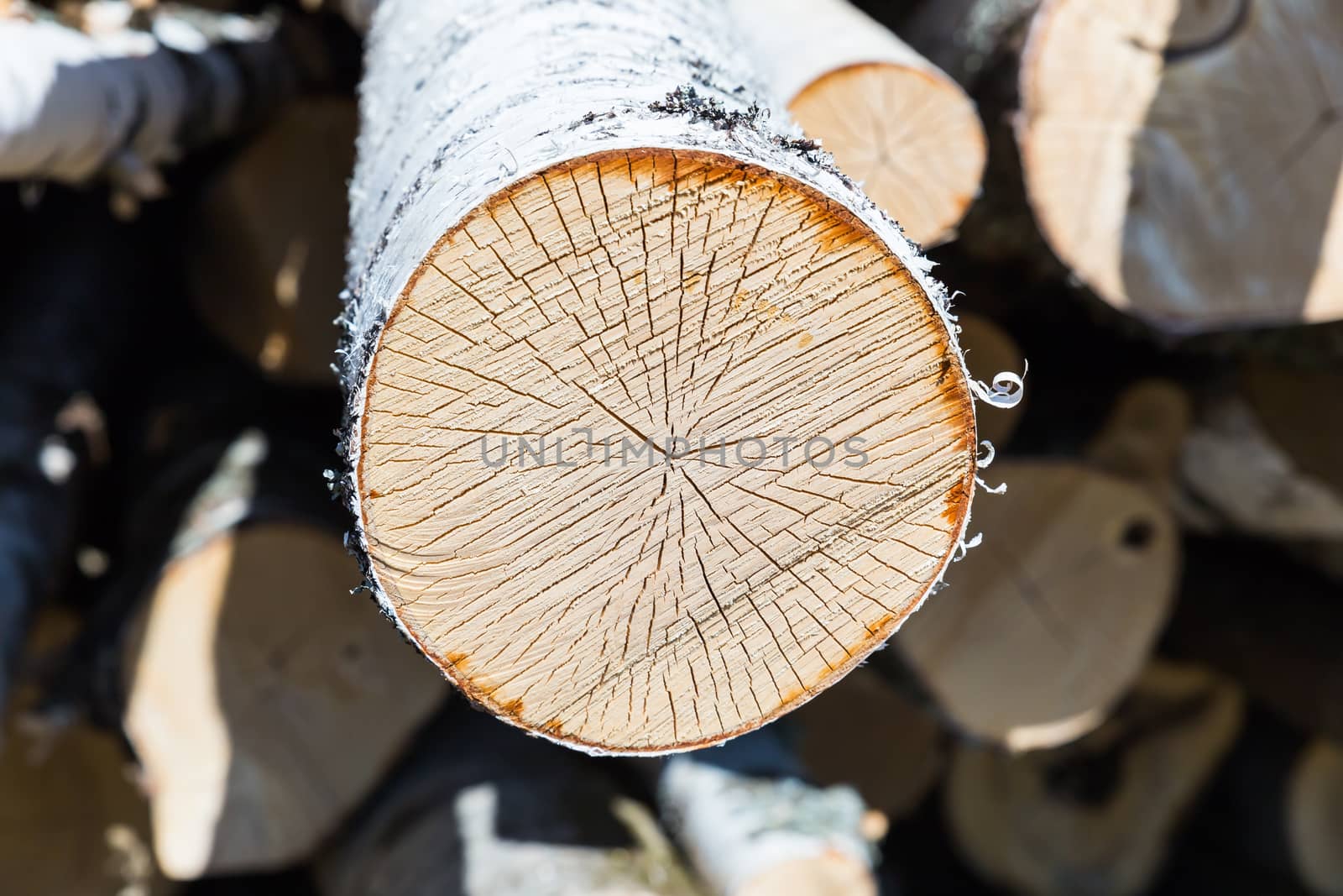 slice of birch, Slice of birch timber.