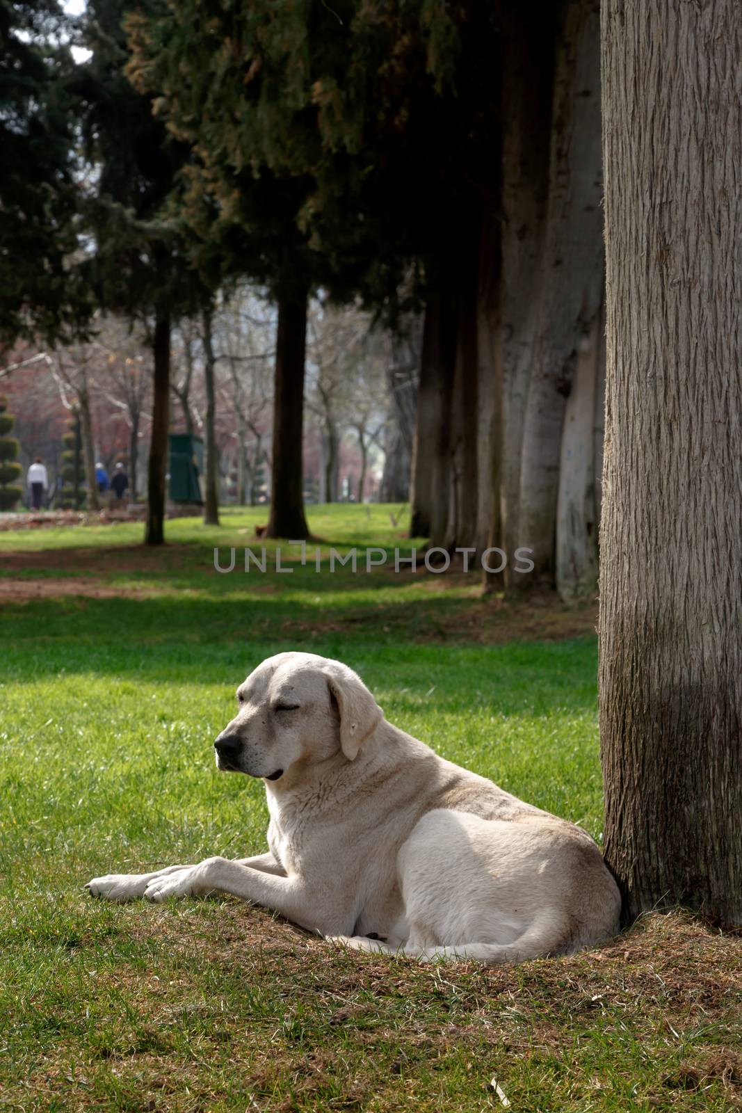 View of a big white dog sitting under a big tree in a meadow area in the park.
