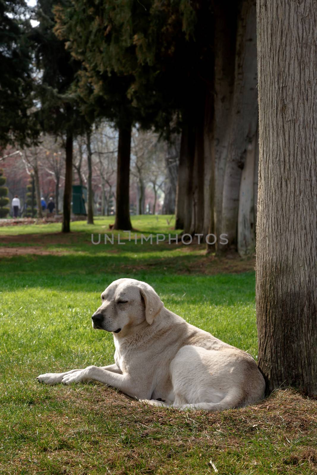 Big White Dog by niglaynike