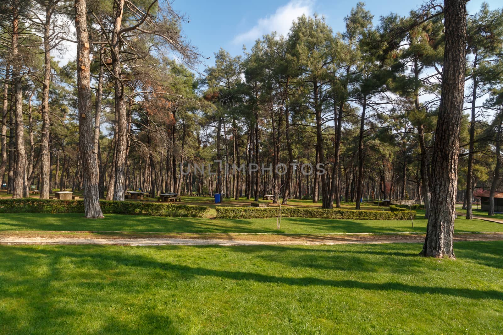 View of a big park with pine trees and meadow area around.