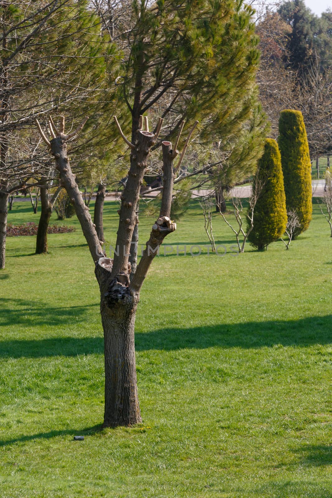 View of a big park with pine trees and meadow area around.