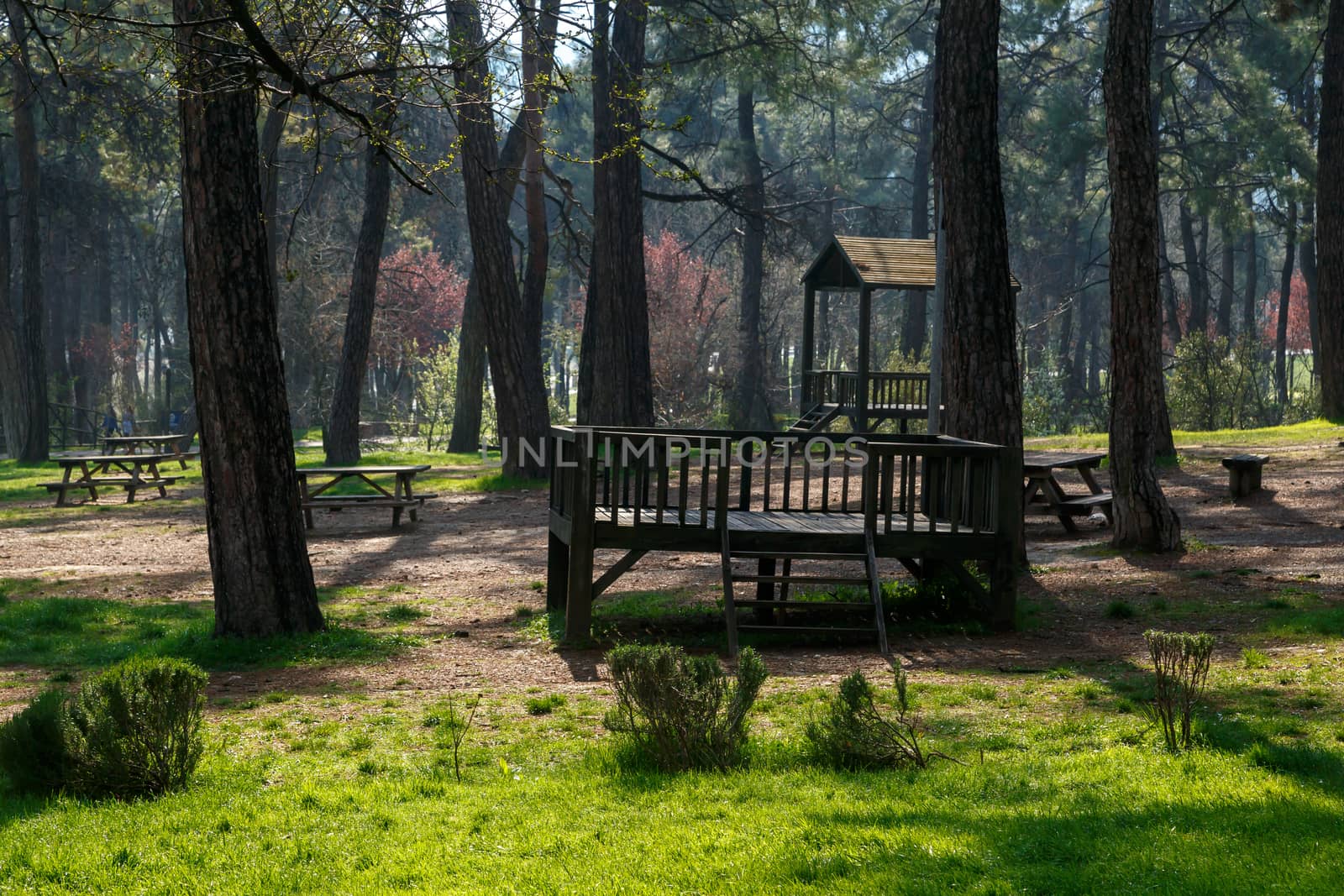 View of a big park with pine trees, meadow area and wooden stairs around.