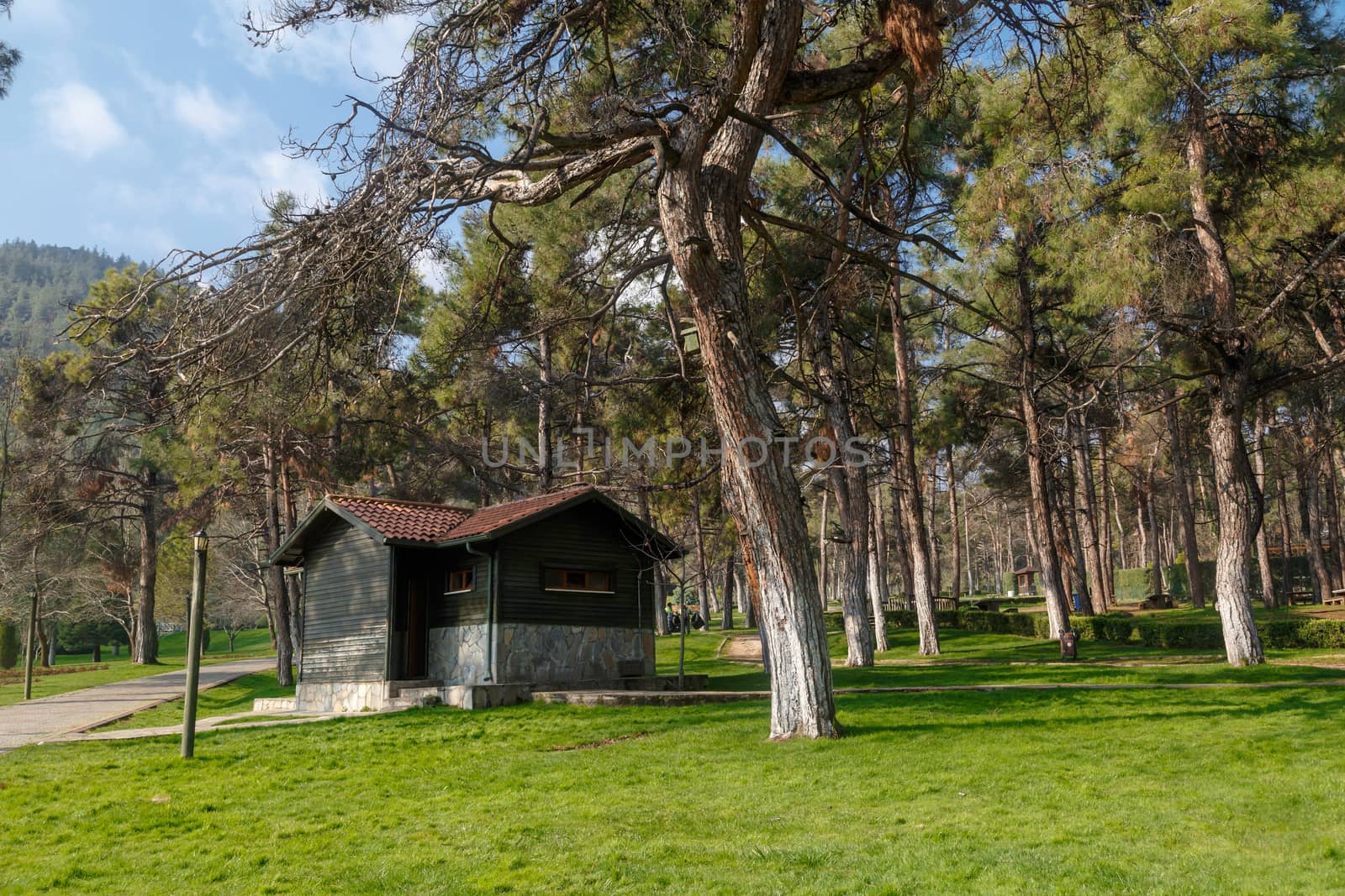 View of a big park with pine trees, meadow area and wooden house around.