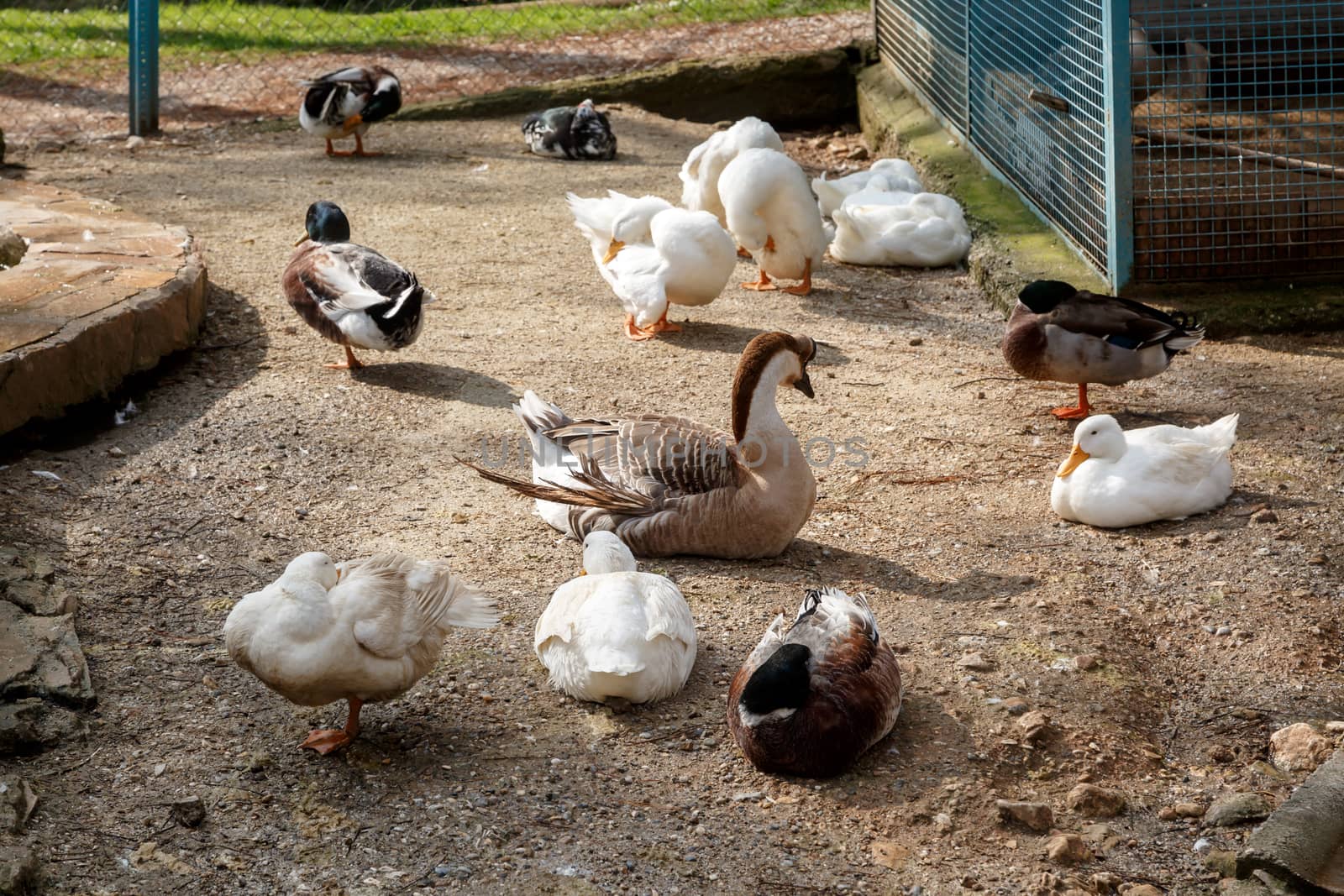 View of goose or duck in a cage on the ground.