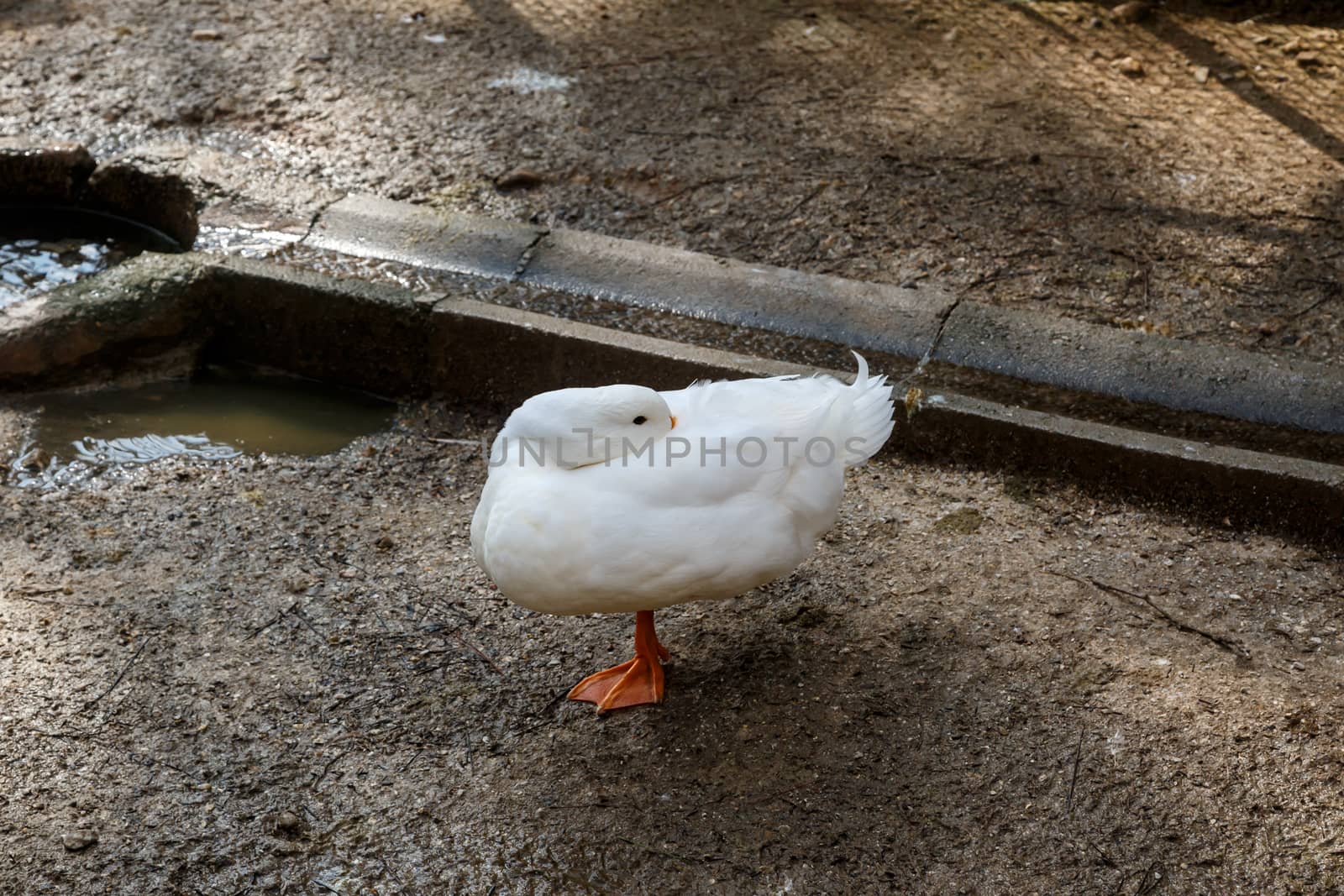 View of goose or duck in a cage on the ground.
