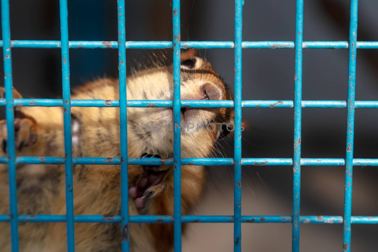 Close up detailed view of a small squirrel inside a cage with blue fence.