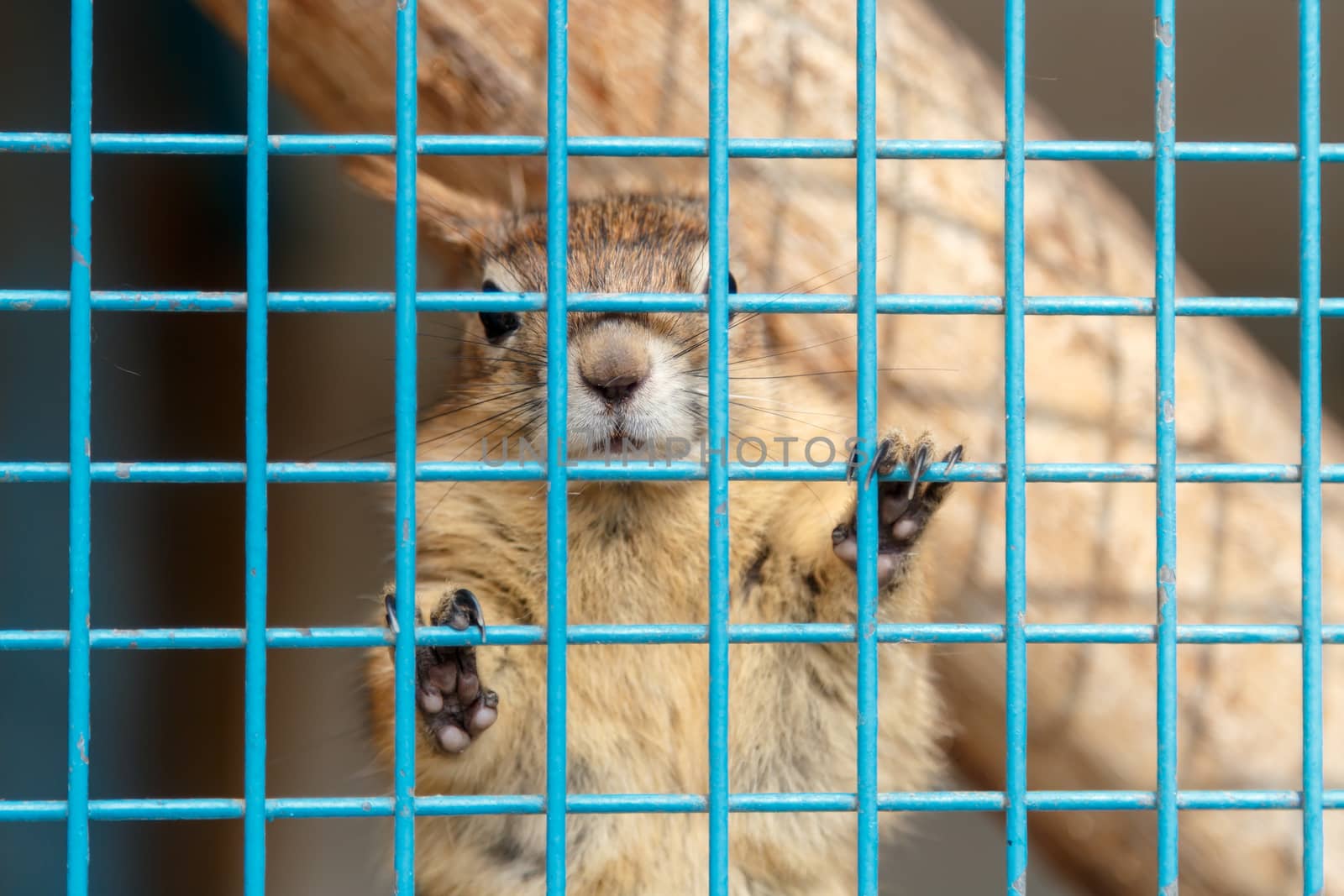 Close up detailed view of a small squirrel inside a cage with blue fence.