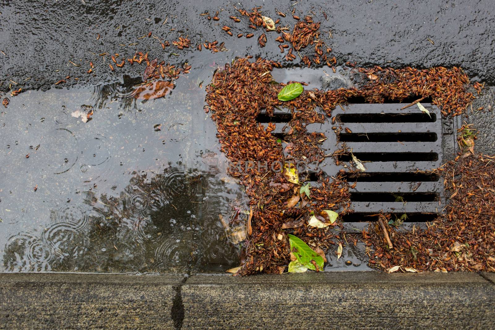 Clogged Storm Drain during a storm by johnborda