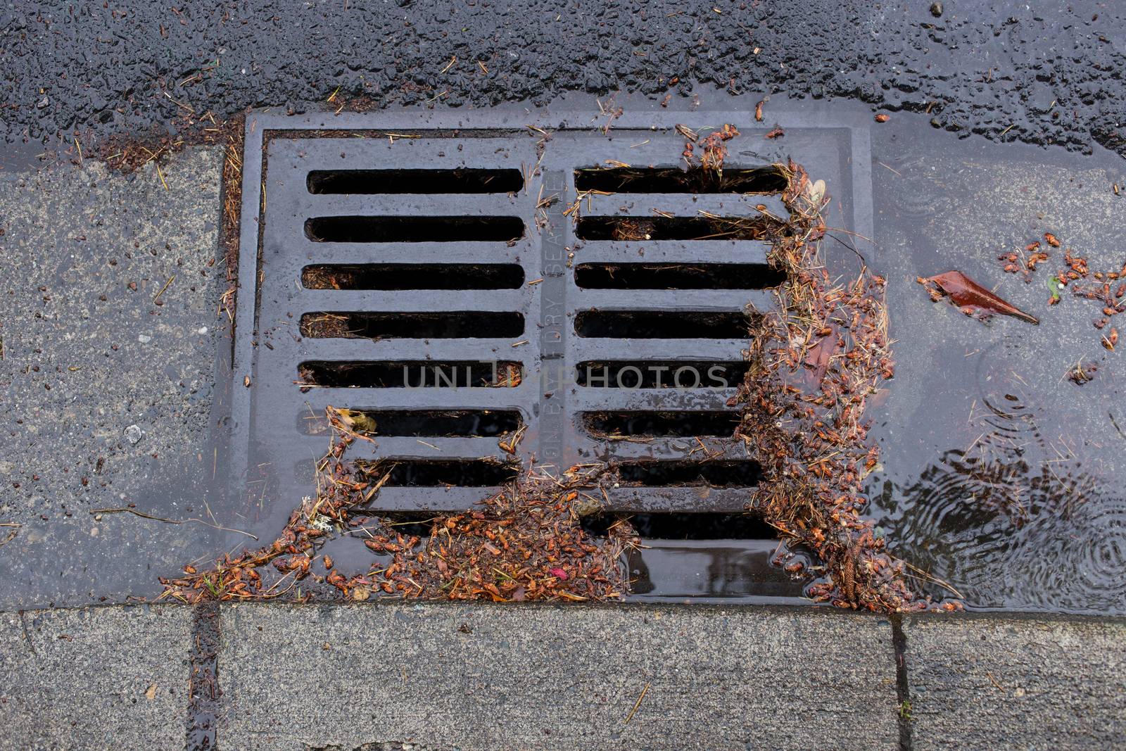 Clogged Storm Drain during a storm by johnborda